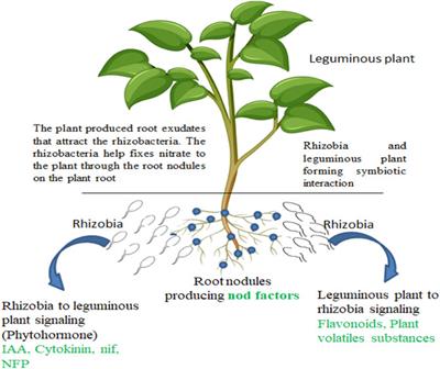 Genomic mechanisms of plant growth-promoting bacteria in the production of leguminous crops